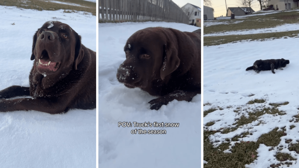 Video: Labrador Does This During First Snow of the Season