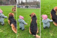This Golden Shepherd Takes ‘Protect Baby Mission’ Very Seriously