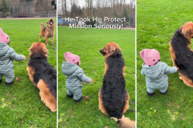 This Golden Shepherd Takes ‘Protect Baby Mission’ Very Seriously