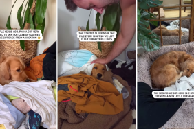 Video: Dog Sleeps on Owners' Clothes Pile for a Heartwarming Reason