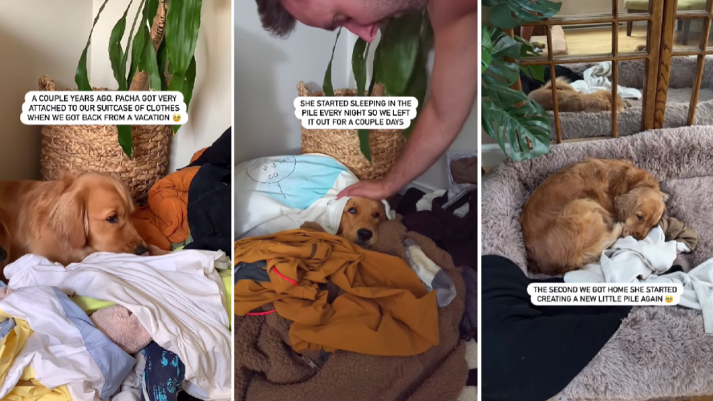 Video: Dog Sleeps on Owners' Clothes Pile for a Heartwarming Reason