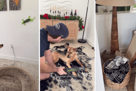 Video: Rescue Dog Enjoys Pet Lizard Toy for Christmas