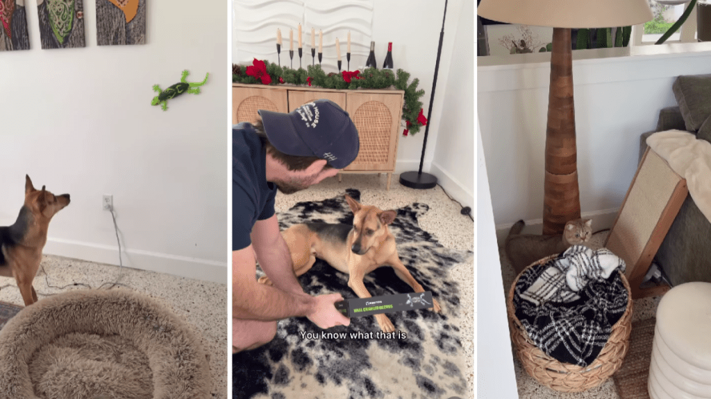 Video: Rescue Dog Enjoys Pet Lizard Toy for Christmas