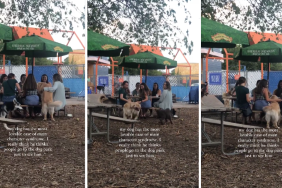 Video: Dog Has 'Most Lovable Case of Main Character Syndrome'