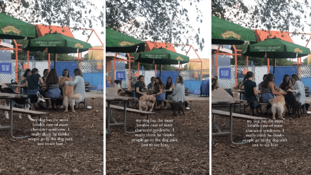 Video: Dog Has 'Most Lovable Case of Main Character Syndrome'