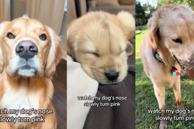 Video Shows How the Color of a Golden Retriever Puppy's Nose Changes With Time