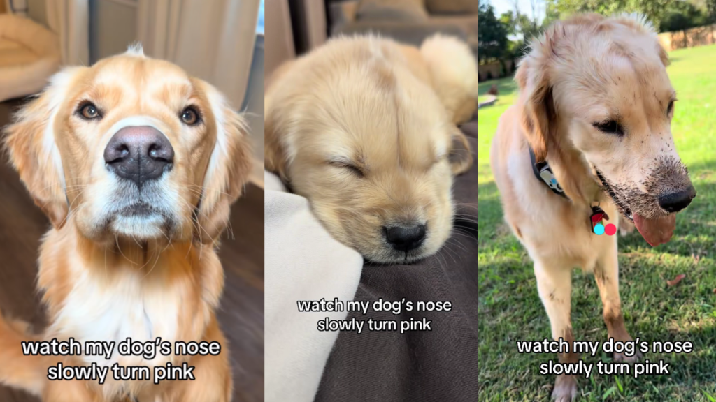 Video Shows How the Color of a Golden Retriever Puppy's Nose Changes With Time