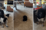 Giant Dog Says 'He Didn't Ask for a Puppy' in Cute Video