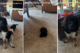 Giant Dog Says 'He Didn't Ask for a Puppy' in Cute Video