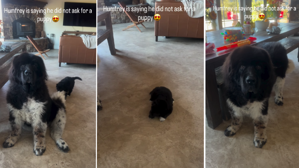 Giant Dog Says 'He Didn't Ask for a Puppy' in Cute Video