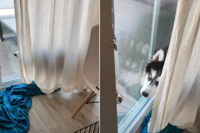 Video: Husky Reacts After Being Caught During Hide-and-Seek