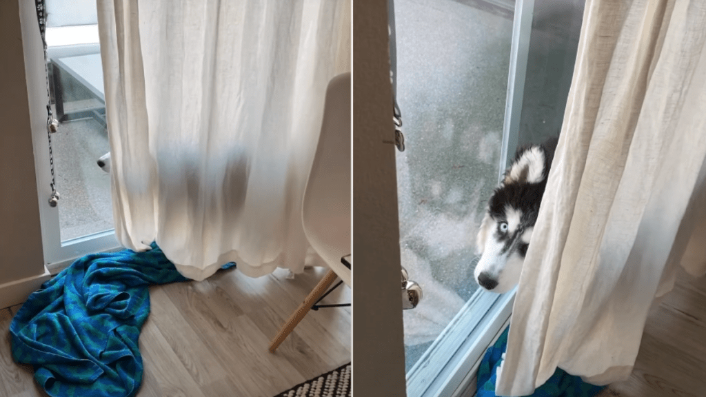 Video: Husky Reacts After Being Caught During Hide-and-Seek