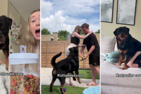 Video: Owner Shows What Life With Rottweiler Looks Like