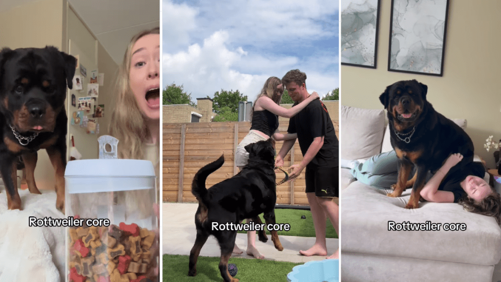Video: Owner Shows What Life With Rottweiler Looks Like