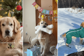 Video Shows How Golden Retriever Celebrated 6th Birthday
