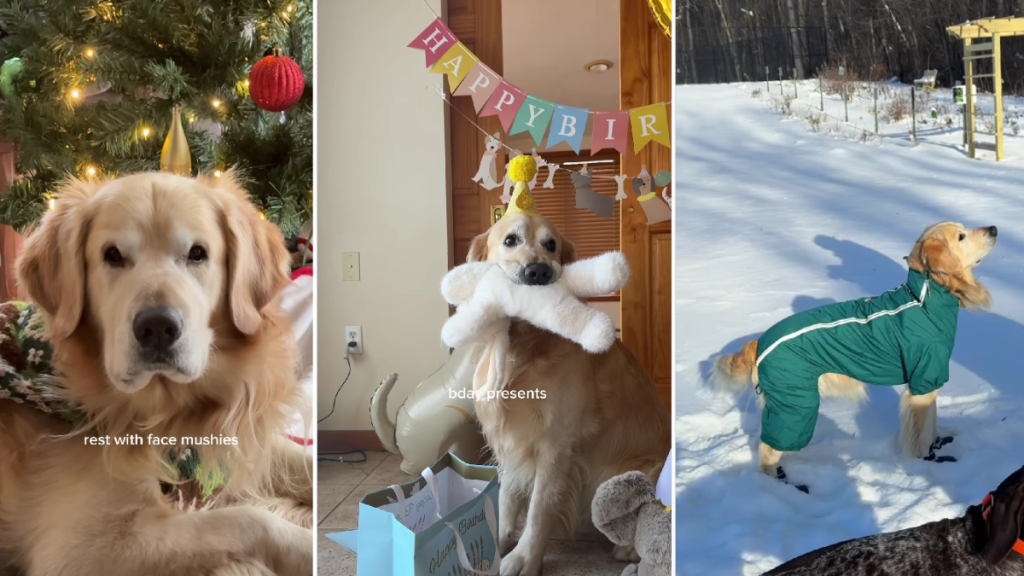 Video Shows How Golden Retriever Celebrated 6th Birthday