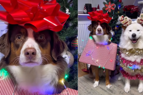 Video: Dog Siblings Embrace Christmas Spirit in Festive Look