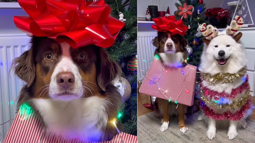 Video: Dog Siblings Embrace Christmas Spirit in Festive Look