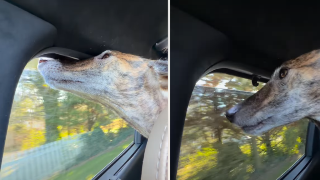 Video: Dog's In-Car Activity Leaves Nose Prints on Window