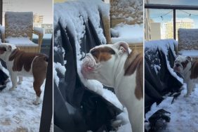 Video: Dog Eats Snow Aggressively After Owner Asks Him Not To