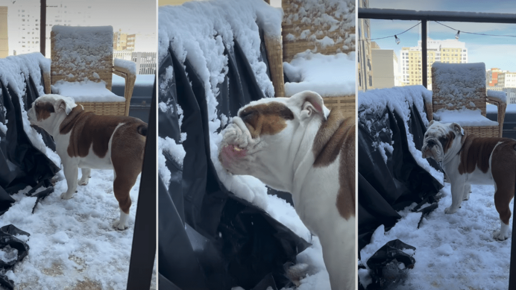 Video: Dog Eats Snow Aggressively After Owner Asks Him Not To
