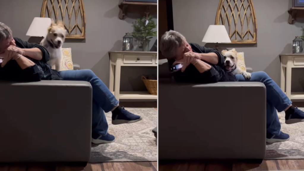 Video: Dog's First Meeting With Grandma Goes Unexpectedly