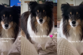 Video: Dog 'Listens' When Owner Breaks Big Family Update