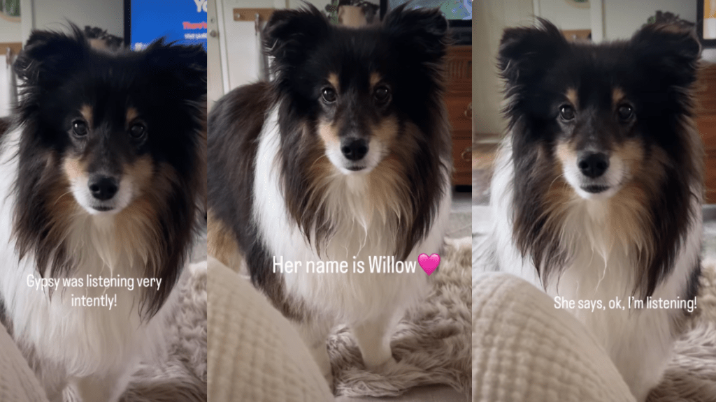 Video: Dog 'Listens' When Owner Breaks Big Family Update