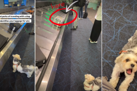 Video Shows 'Unexpected Perk' of Travelling With a Dog