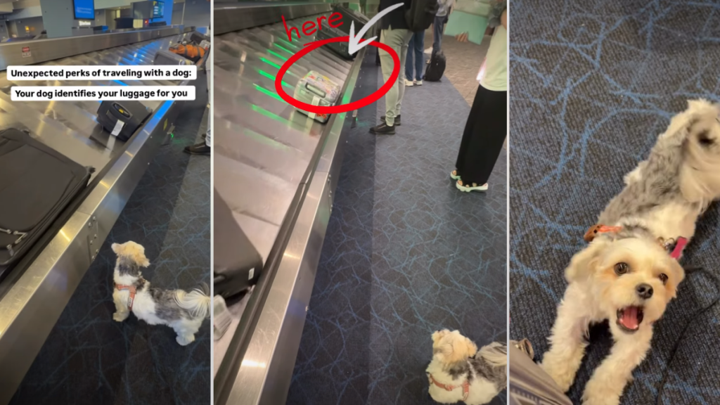 Video Shows 'Unexpected Perk' of Travelling With a Dog