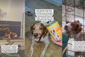 'Abandoned' Caged Dog Gets New Lease on Life After Adoption