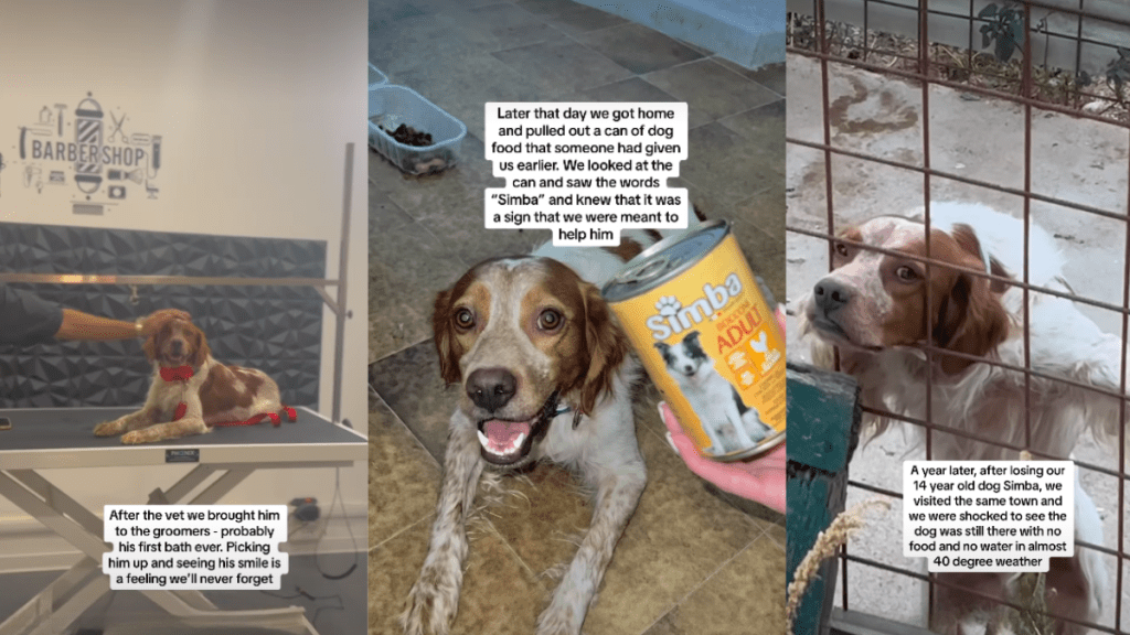 'Abandoned' Caged Dog Gets New Lease on Life After Adoption