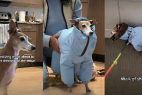 Dog Tries To Escape Dressing up for Snow but Fails