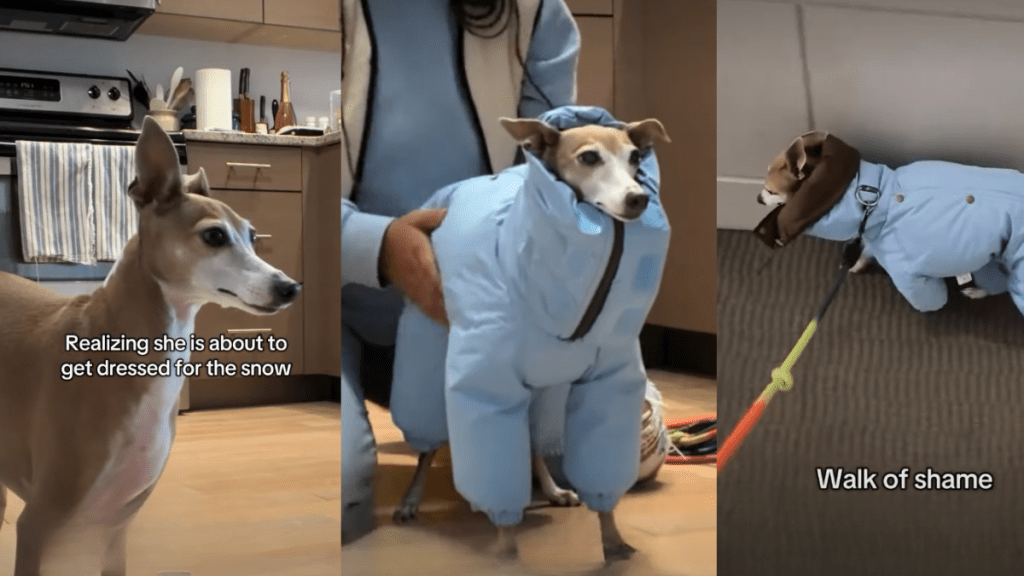 Dog Tries To Escape Dressing up for Snow but Fails