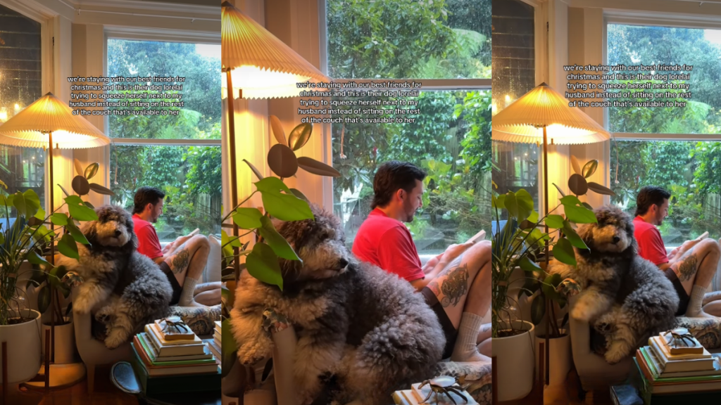 Big Dog Tries to Squeeze into a Spot When the Rest of the Couch Is Available