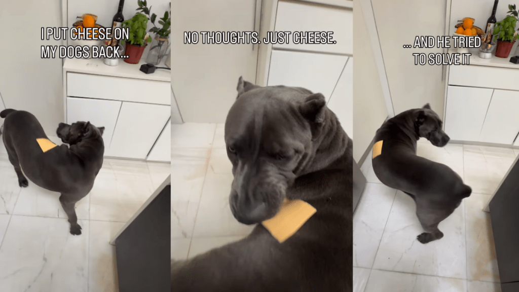 Video Shows Dog With Cheese on His Back Struggling To Solve the Puzzle