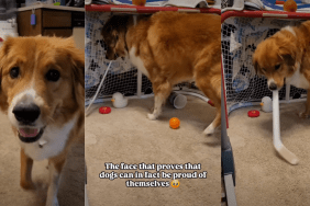 Video: Dog's Face Shows He Is Proud of Himself After Scoring a Goal