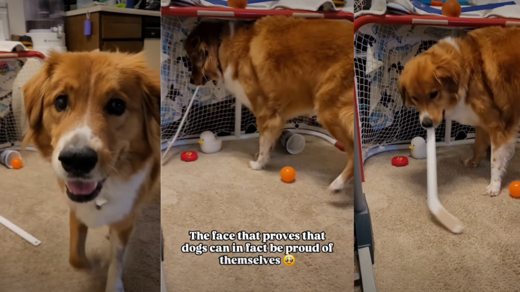 Video: Dog's Face Shows He Is Proud of Himself After Scoring a Goal