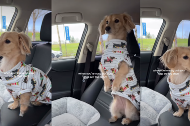 Video: Nosy Dog Does This Every Time She Is Curious