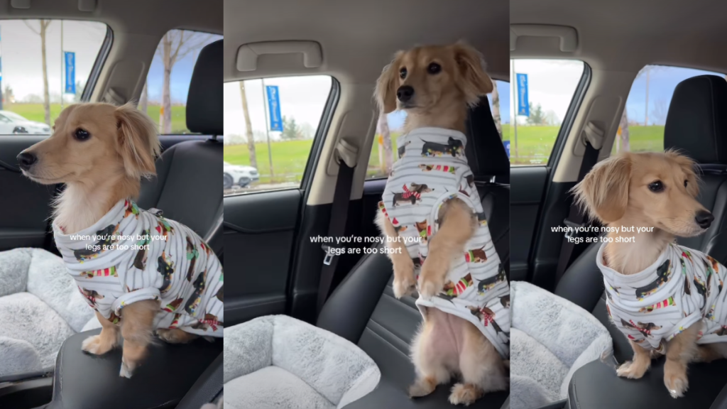 Video: Nosy Dog Does This Every Time She Is Curious