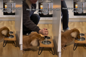 Video: Dachshund Won't Drink Water Unless It's 'Frothed'