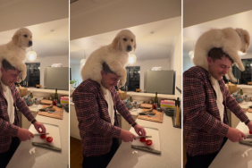 Golden Retriever Recreates 'Ratatouille' Moment With Owner in Video