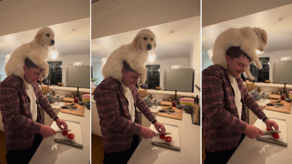 Golden Retriever Recreates 'Ratatouille' Moment With Owner in Video