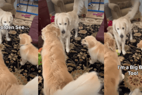Golden Retriever Puppy Won’t Be ‘Outdone’ by Big Brothers
