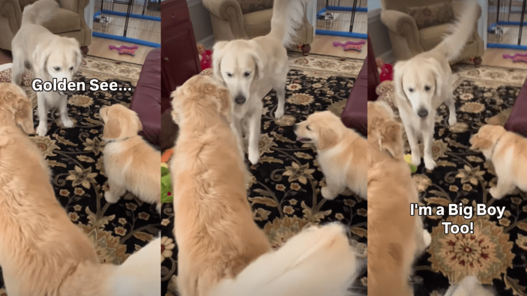 Golden Retriever Puppy Won’t Be ‘Outdone’ by Big Brothers