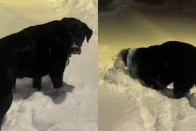 Video: Labrador Can't Stop Making Snow Art