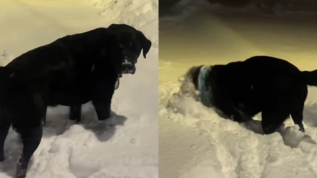 Video: Labrador Can't Stop Making Snow Art