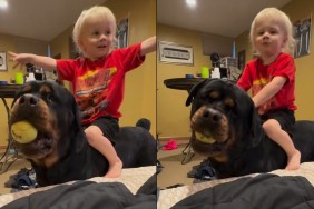 Dog Lets Little Boy Take a Ride on His Back in Wholesome Video