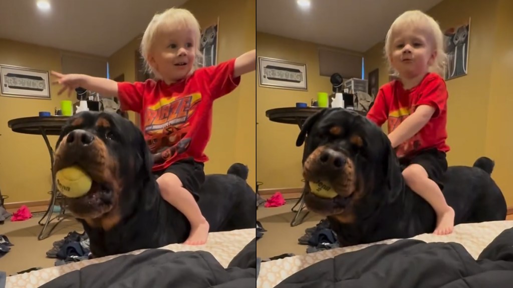Dog Lets Little Boy Take a Ride on His Back in Wholesome Video
