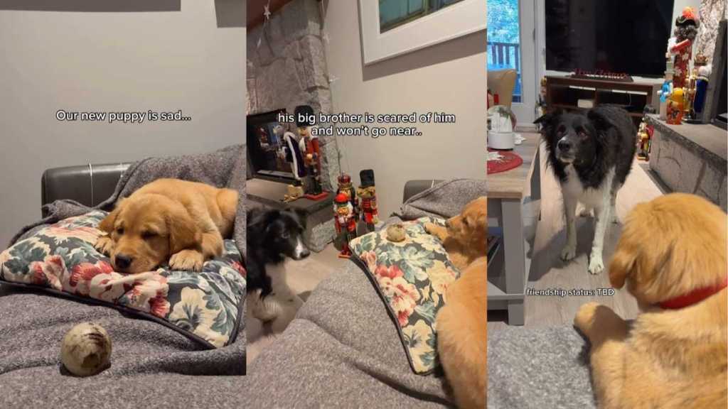 Dog & Golden Retriever Puppy’s Icy Bond Takes Surprise Turn in Cute Video